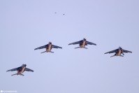 Patrouille de France